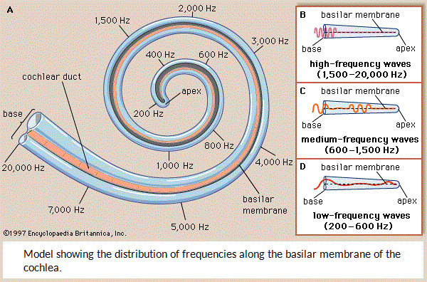 hearing frequencies