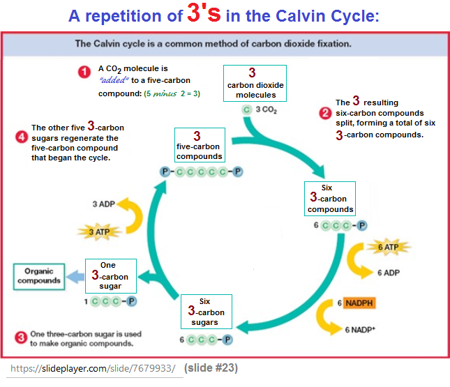 A repetition of 3s in the Benson-Calvin cycle A repetition of 3s in the Benson-Calvin cycle