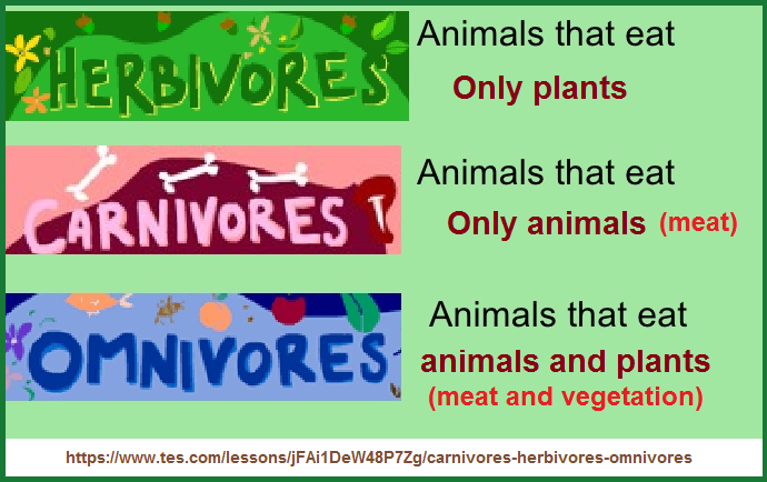 Three divisions of the food chain