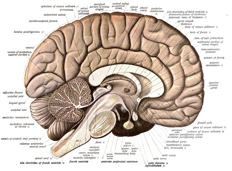 The Human Brain