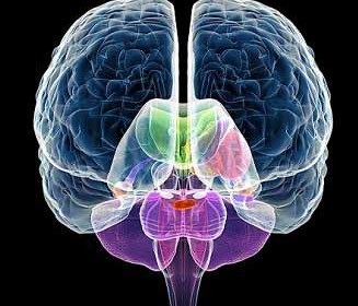 Frontal view of the brain and some internal structures Frontal view of the brain and some internal structures