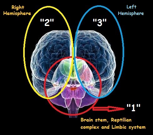 Frontal view of brain image 2