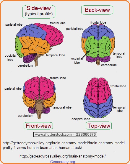 Multiple views of the brain Multiple views of the brain