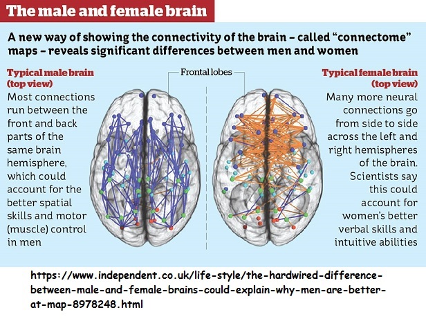 Differences between male and female brains Differences between male and female brains