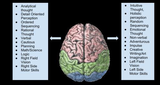 Left brain and right brain model