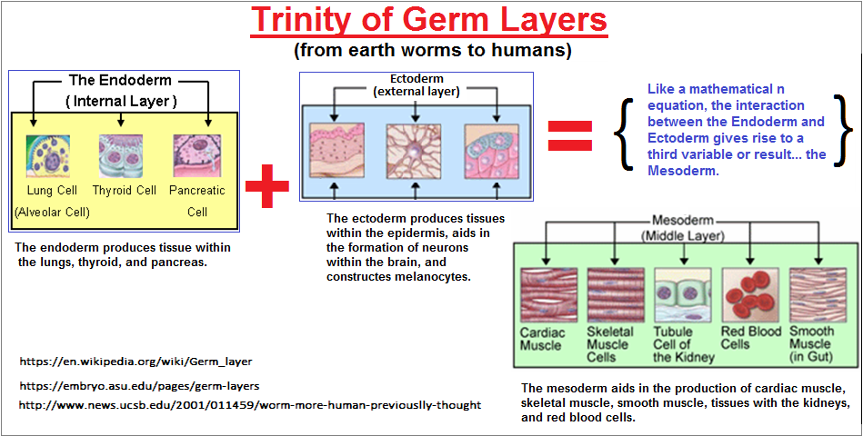 Germ layers viewed as a trinity
