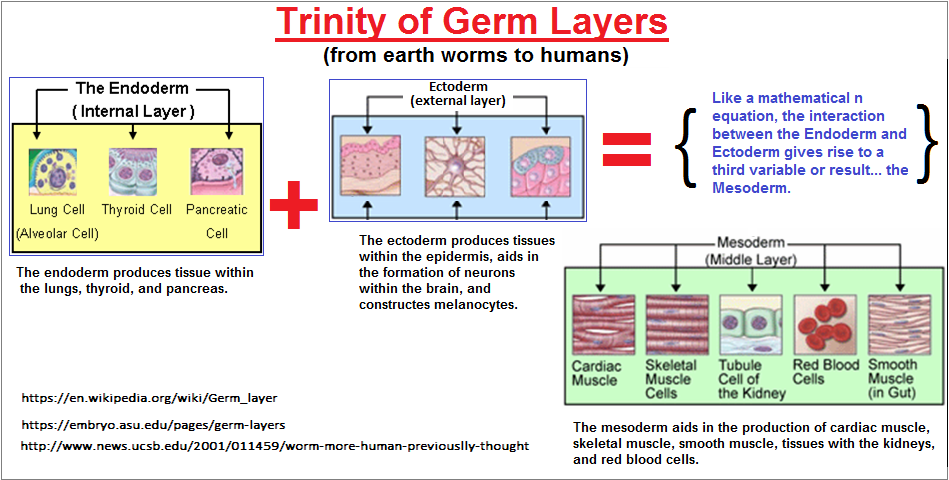 Germ layers viewed as a trinity Germ layers viewed as a trinity