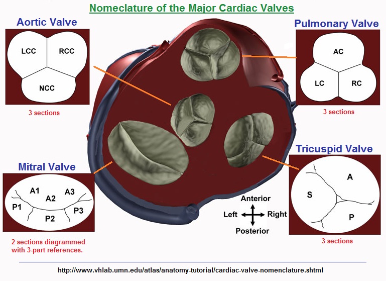 Nomeclature of the Major Cardiac Valves