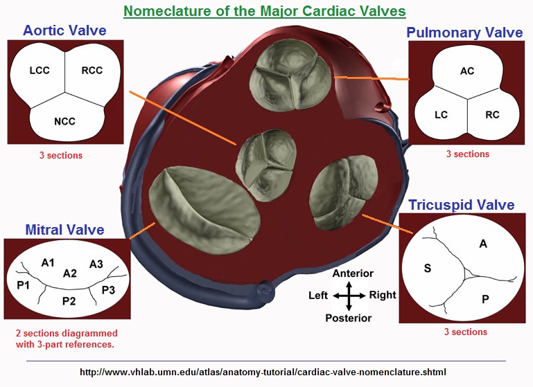Nomeclature of the Major Cardiac Valves Nomeclature of the Major Cardiac Valves