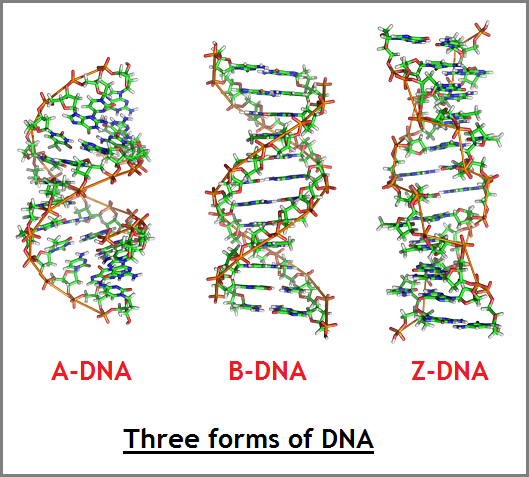 ABZ DNA forms (182K)