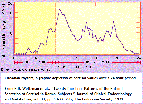 Cortisol rhythm (34K)