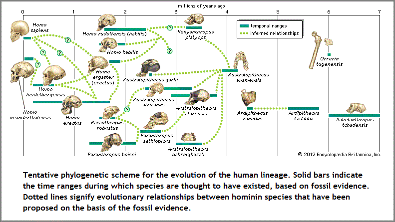 Hominidae_phylogenetic_scheme (37K)