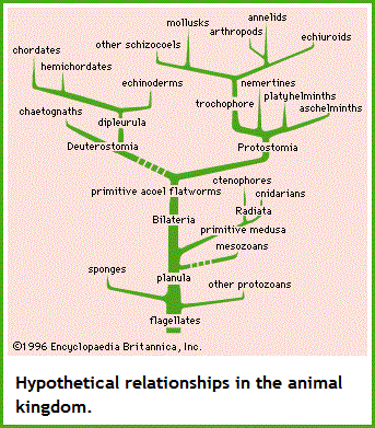 animal relationships (35K)