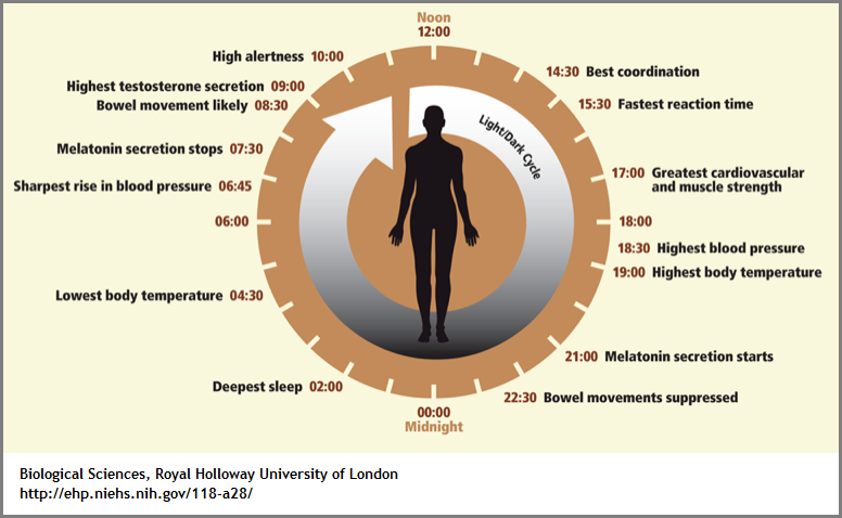 biological rhythms chart (160K)