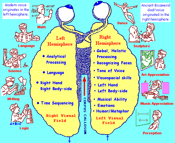 Attributes of right and left hemispheres (23K)