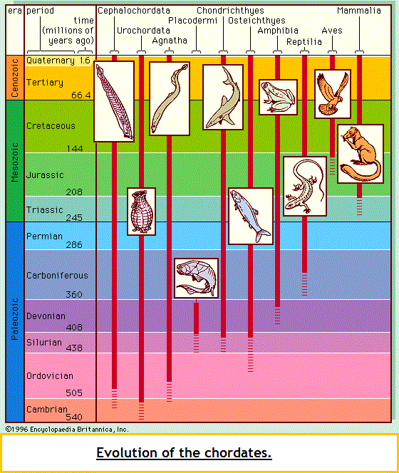 chordate time-line (98K)