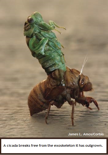 cicada (40K)