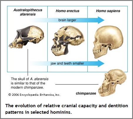 cranial capacity evolution (63K)