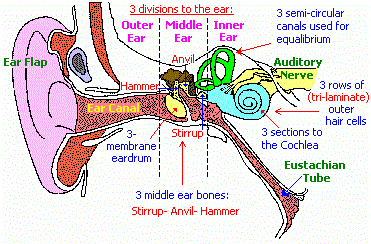 3 patterned ear structure