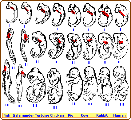 Ernst Haeckel embryos (13K)