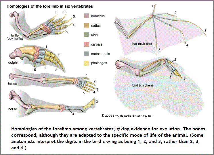 limbhomology (71K)