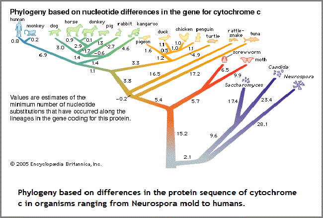 nucleotide phylogeny (28K)