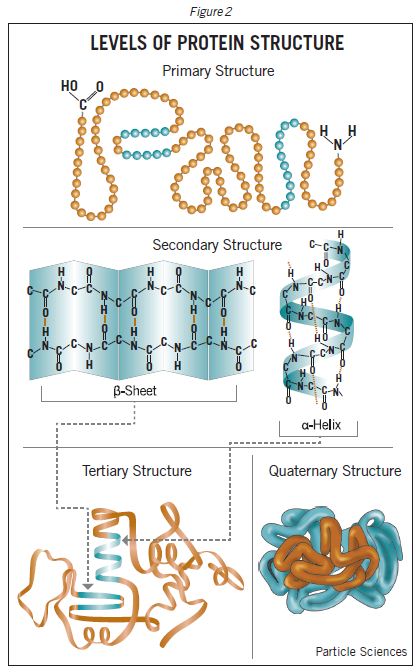 protein structure image 1 (63K)