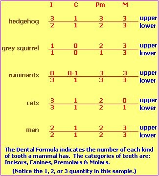 teeth comparisons (27K)