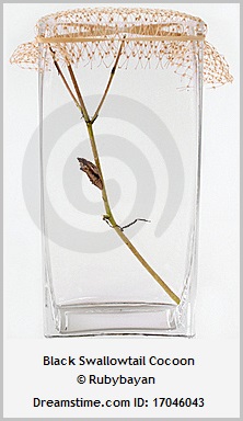 cocoon in jar (33K)