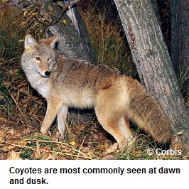 Coyote