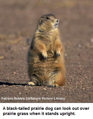 prairie dog