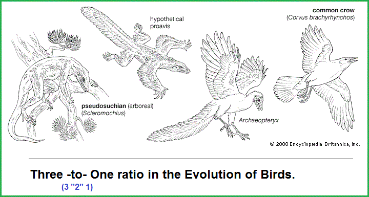 3 to 1 ratio of bird evolution