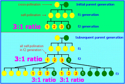 3 to 1 ratio law of genetics (14K)