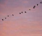 Diagonal (linear) bird flight formation