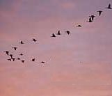 J, 7, or L-shaped bird flight formation