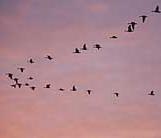 v-shaped bird flight formation