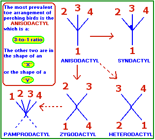 Alignment stances of bird toes  (6K)