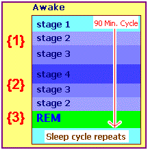 Human sleep cycle (7K)
