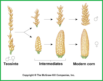 Simplifed configuration of corn's evolutionary stages