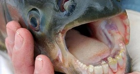 Pacu fish with human teeth
