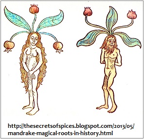 Mandrake plant image 1