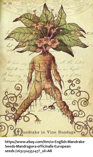 Mandrake plant image 3