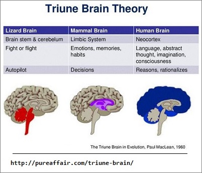 Triune Brain Theory image 2
