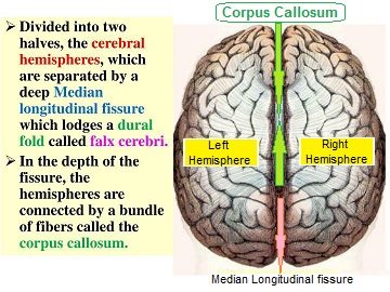 3 divisions of the brain