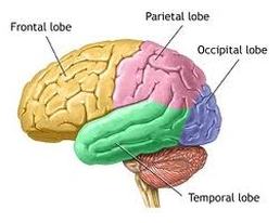 3 to 1 bain sections