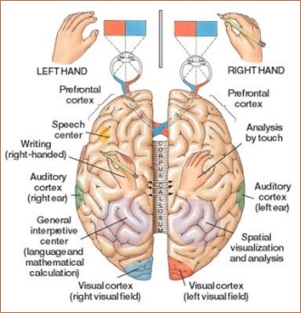 Brain Hemisphere Attributes image 1
