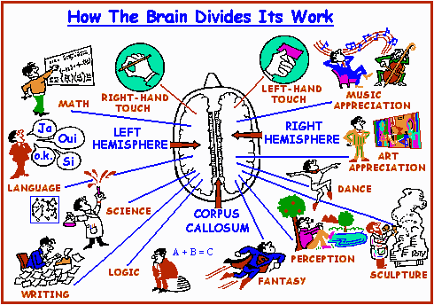 Brain Hemisphere attriubtes image 2