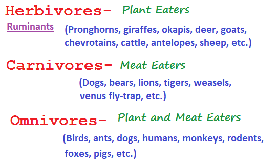 3 feeding types (14K)