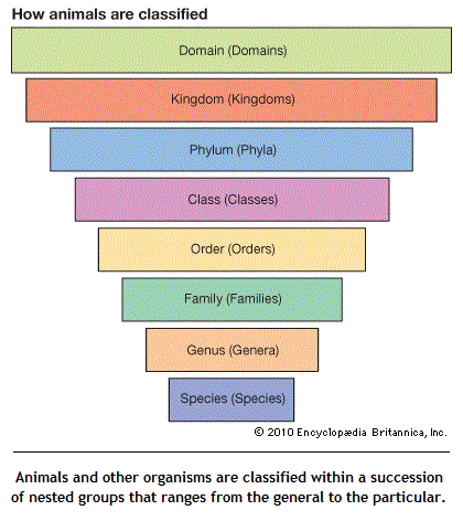 animal taxonomy (32K)