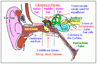 Patterns of three in the human ear (20K)